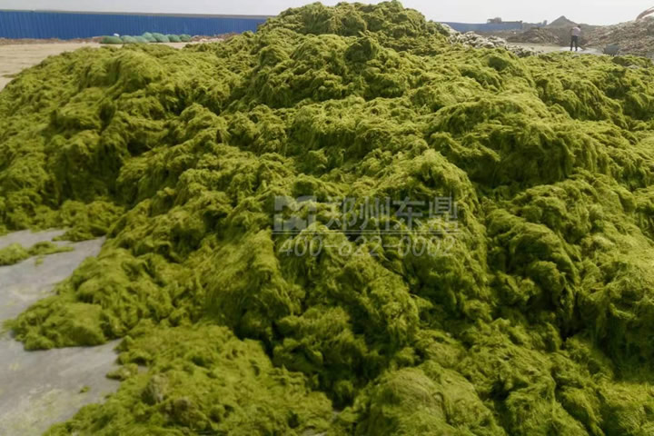 牧草烘干機如何科學選型？牧草烘干過程中營養(yǎng)成分會流失嗎